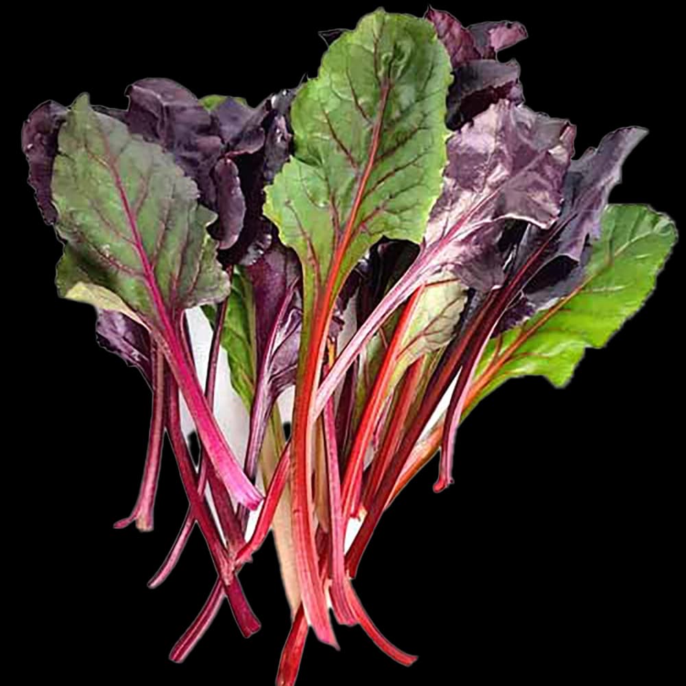 سوئیس چارد 100 گرم آبان